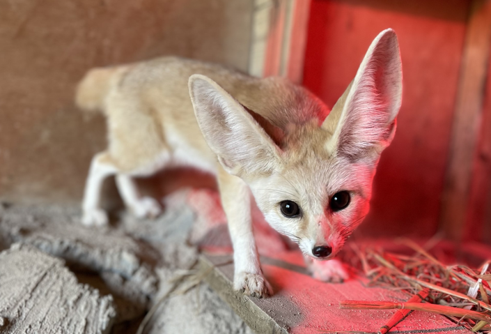 Foxes with oversized ears make 1,500 mile journey to new home | BIAZA